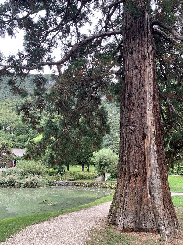 Ballade confort Sequoia geant parc de Triviers 2