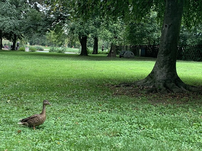 Ballade confort les canards s'invitent au plan d'eau 2